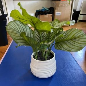 Fake house plant